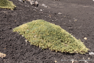 rra delle Concazze-05-08-2014 14-59-54